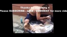 Funny animals 2015TROLL Funny Animals   Funniest Pet and Animal VINES COMPILATION 2015 HD TROLL
