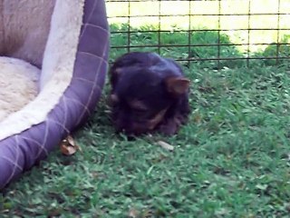 LOVELY à l' extérieur. 6 semaines.