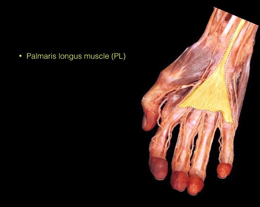 Forearm flexor muscles