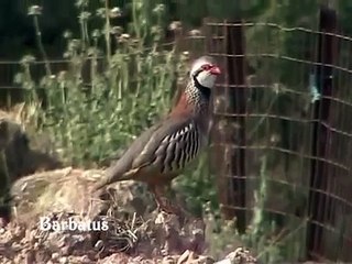 Perdiz roja - Alectoris rufa