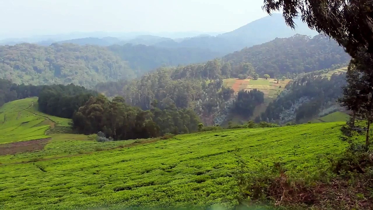 Nyungwe Forest National Park - Rwanda, Africa