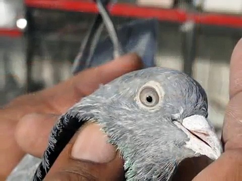 Ferozpuri Pigeon.flv
