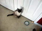A fat siamese cat mewing
