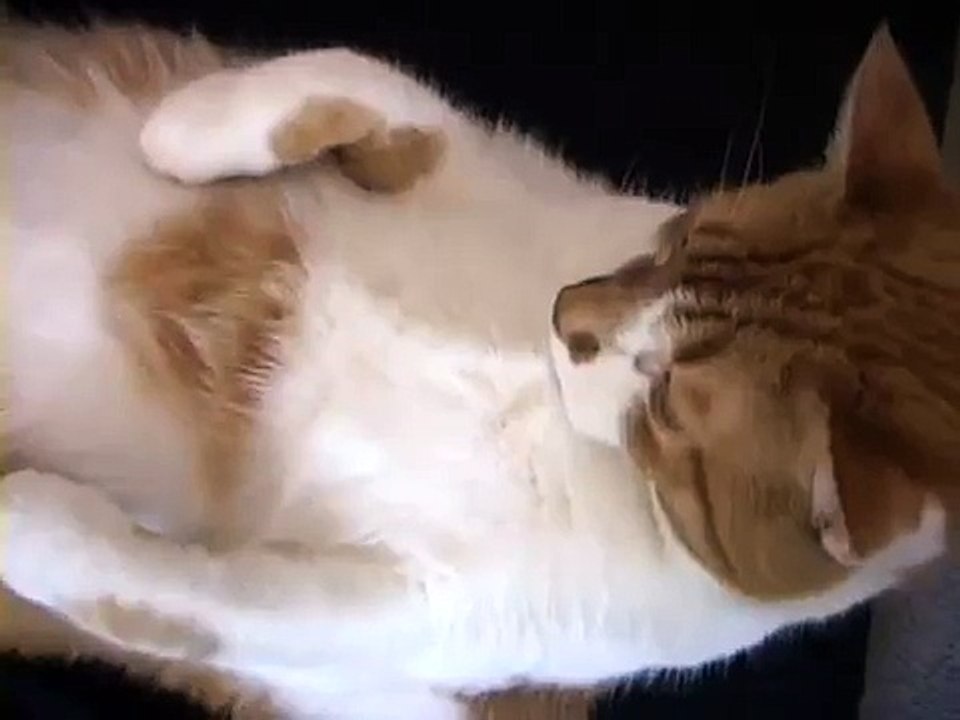 Cat Does Sit Ups!
