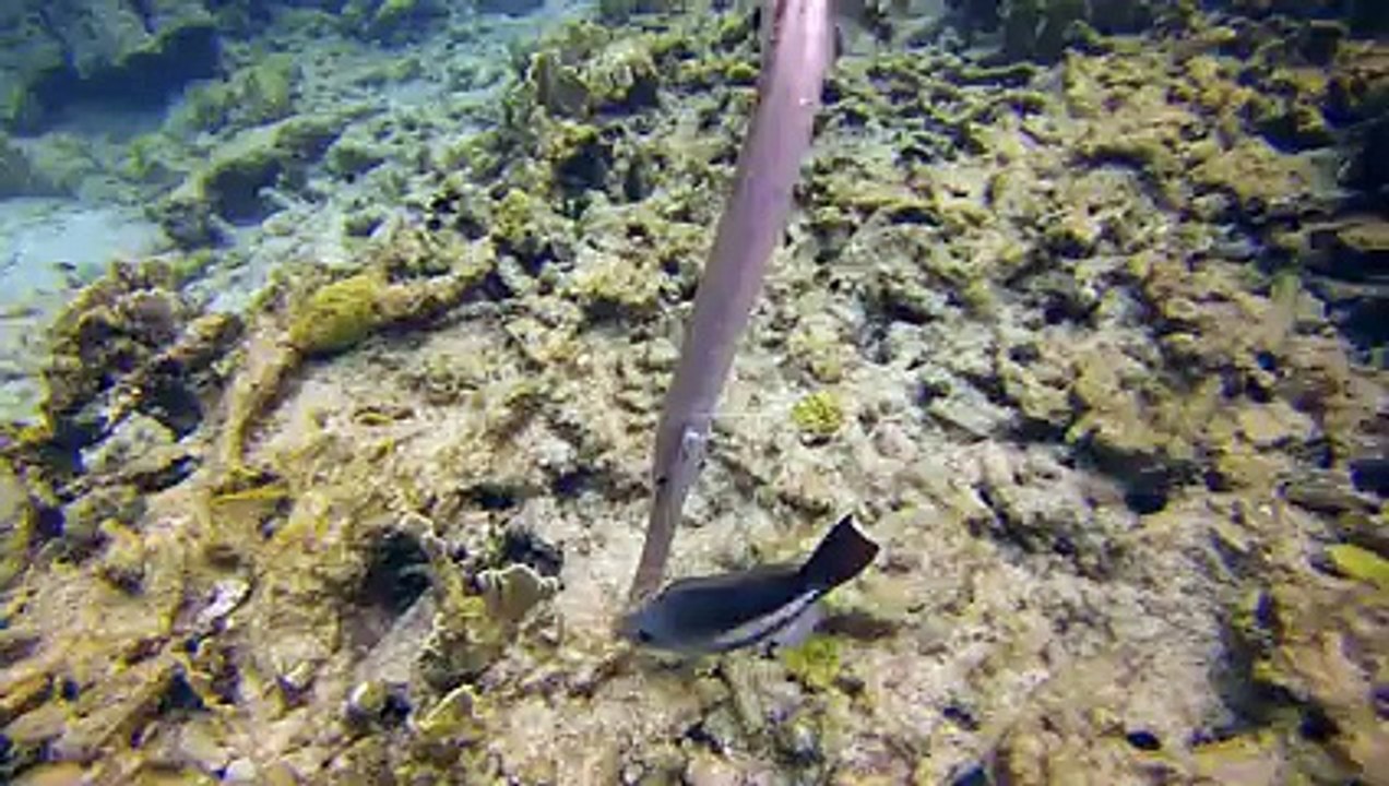 beautiful fish in the sea