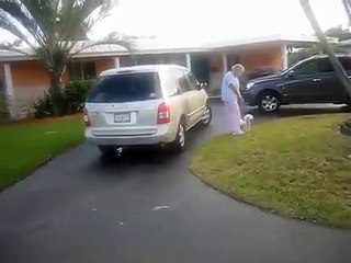 Desi - Leash aggressive/fear aggressive/anxiety