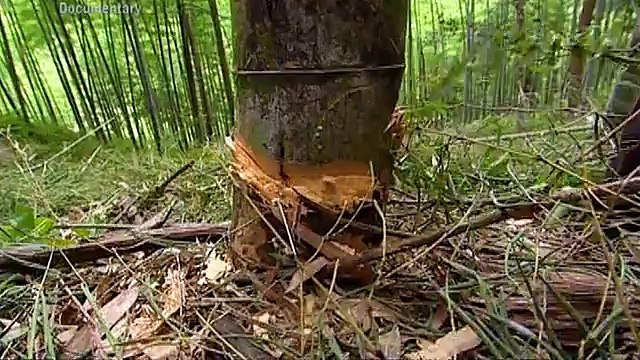 Forest China _ Butterfly in the Bamboo Forest By Dr Waqas Khan Jadoon