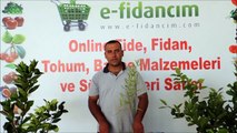 Aşılı Goji Berry Kurt Üzümü Wolfberry Ağacı Fidanı Özellikleri ve Fidan Satışı