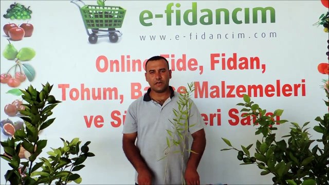 Aşılı Goji Berry Kurt Üzümü Wolfberry Ağacı Fidanı Özellikleri ve Fidan Satışı