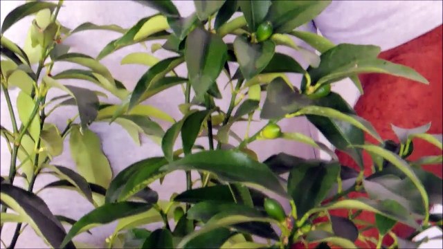 Aşılı Kamkat Ağacı Fidanı Özellikleri ve Online Fidan Satışı