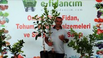 Aşılı Yediveren Limon Ağacı Fidanı Özellikleri ve Online Fidanı Satışı