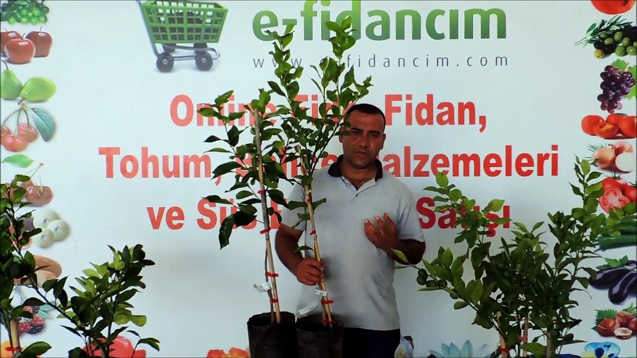 Aşılı Yediveren Limon Ağacı Fidanı Özellikleri ve Online Fidanı Satışı