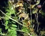 HIDDEN PREDATORS HUNTING - Sneakiest Animals On The Planet (Full) (Animal Nature Documentary)