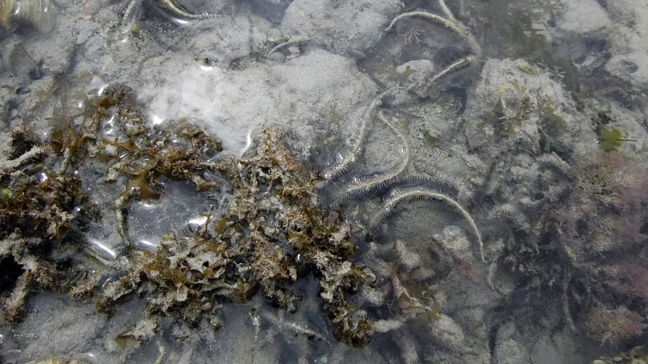 La danse des ophiures
