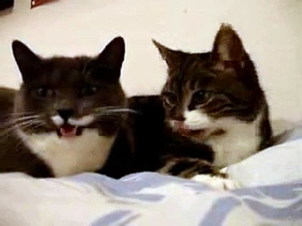 Cat Talking, Translation