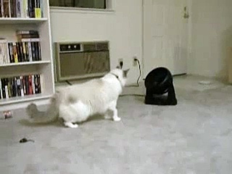 Cat meets Fan