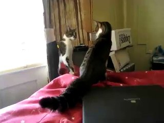 Cat scared of her reflection