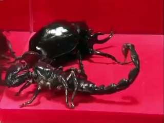 Emperor Scorpion VS Actaeon beetle - Insect fighting