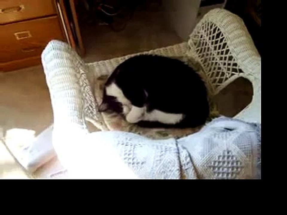 Snoring Cat