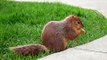 Squirrel リス - University of Michigan - Ann Arbor, Michigan - 1