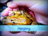 Juvenile Common Frogs (Rana Temporaria)
