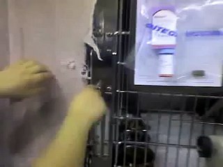 Cat Flips Out at the Vet