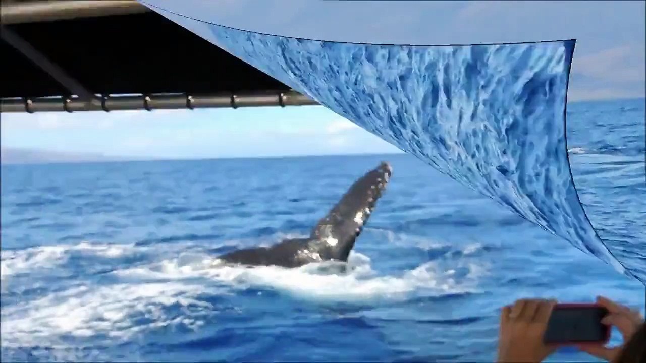 Great Whale Watching Maui Lahaina, Hawaii