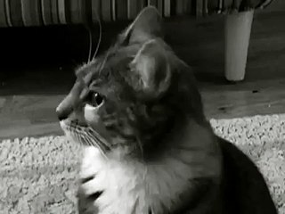 Kitty Criminal (Singing Cat Music Video)