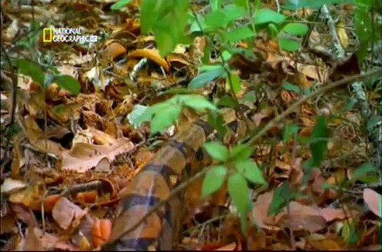 Самые ядовитые и опасные змеи на земле