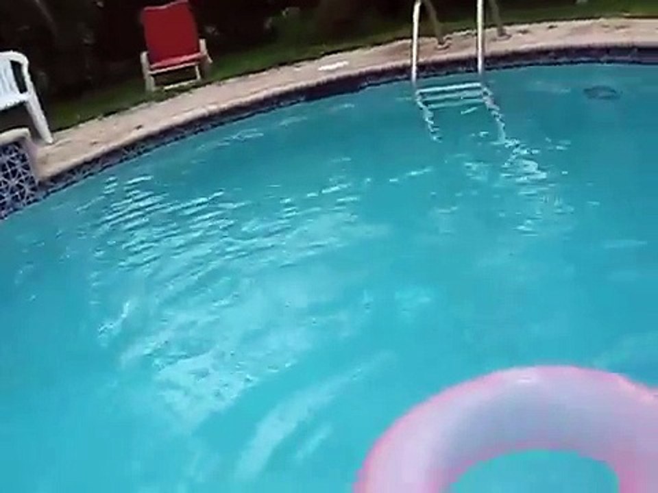 poodle falling into pool funny so cute