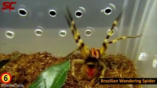Top 10 Most Dangerous Animal In The World