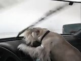 Mini Schnauzer Fritz attacks windshield wipers