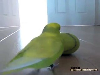 Parakeet Has Great Balance