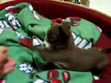 chihuahua - italian greyhound puppy play-biting