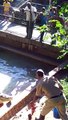 Feeding Time @The Zoo **Zoo keeper feeding crocodiles** Emperor Valley Zoo Trinidad.