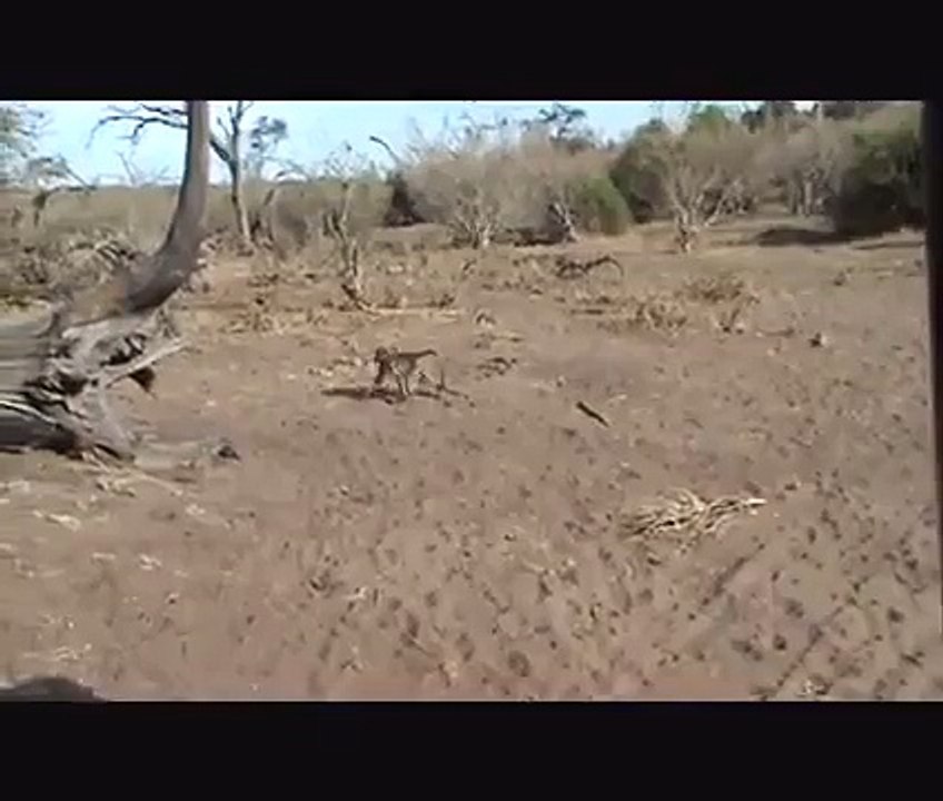 Baby Monkey Gets Owned