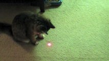 Guinness the Cat discovers a Laser Pointer - Funny Cat Video with Laser Pointer