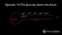 014 physiology  The Journey down the Axon   Interactive Biology, by Leslie Samuel