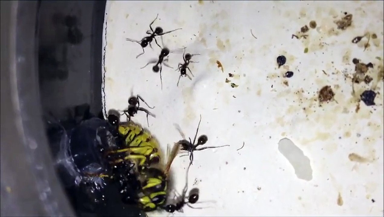 Messor barbarus vs guêpe HD