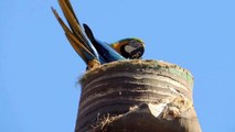 Casal de Arara Canindé construindo o ninho (Ara ararauna) - Blue-and-yellow Macaw