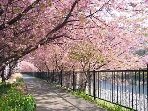 Sakura Japanese folk song 2