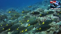Palau scuba diving video - sharks, mantas, wrecks, Jellyfish Lake and more