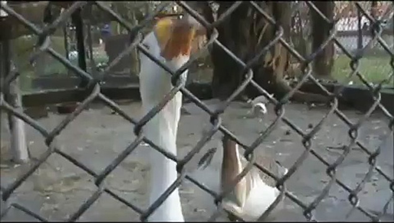 Goose quacking sound effect !!!