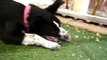Lafite  (Adopted 5/13/07) - AAWL & AZ SPCA