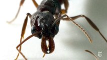 The Great Ant Escape | ScienceTake | The New York Times