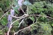 Ucan Yilanlar~Flliegende Schlangen