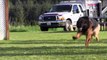 Long Hair German Shepherd on the Protection Dog Training Field