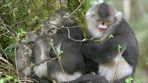 Baby Snub-nosed Monkeys