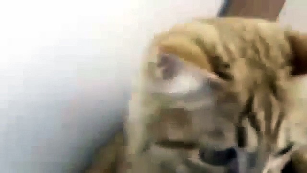 Curious cat licks vacuum