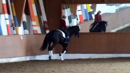 S-Dressur - Gran Prix Wallach v. Florestan VERKAUFT / SOLD